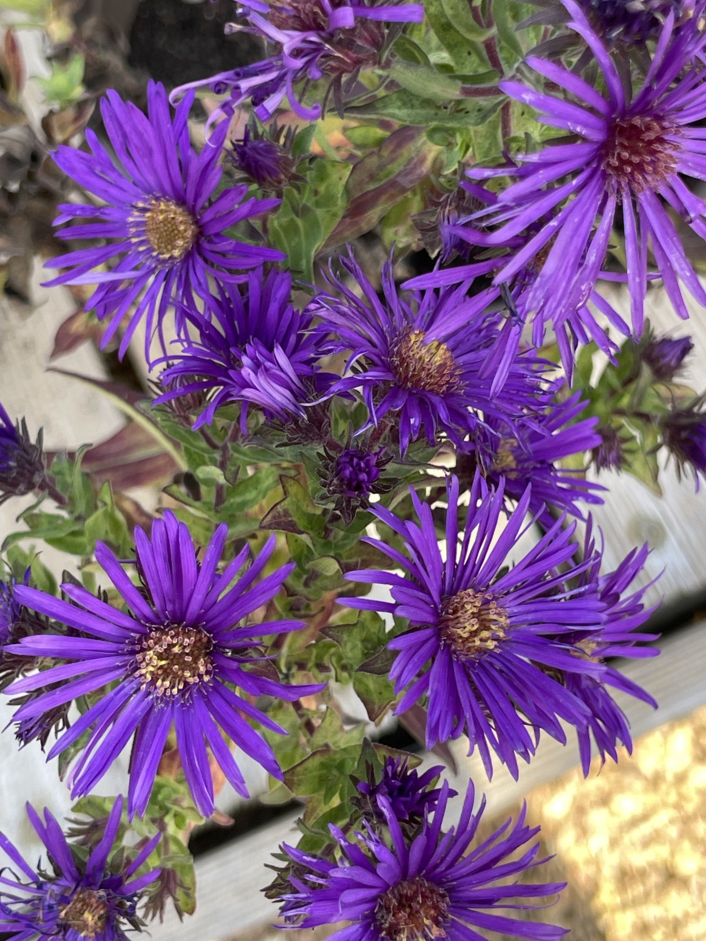 Aster, Grape Crush