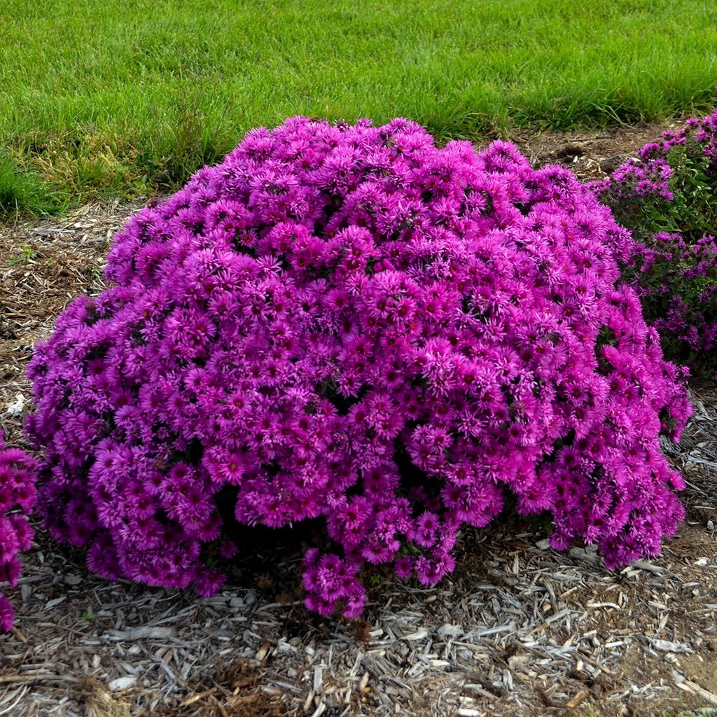 Aster, Pink Crush #1