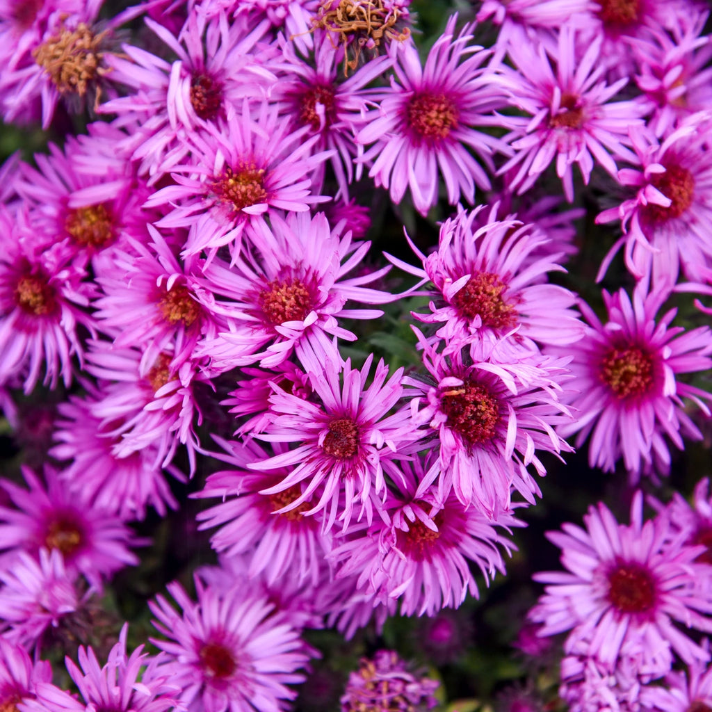 Aster, Pink Crush #1