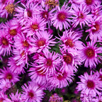 Aster, Pink Crush #1