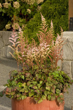 Astilbe, Beauty of Ernst