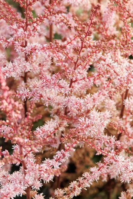 Astilbe, Beauty of Ernst