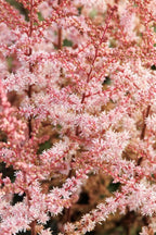 Astilbe, Beauty of Ernst