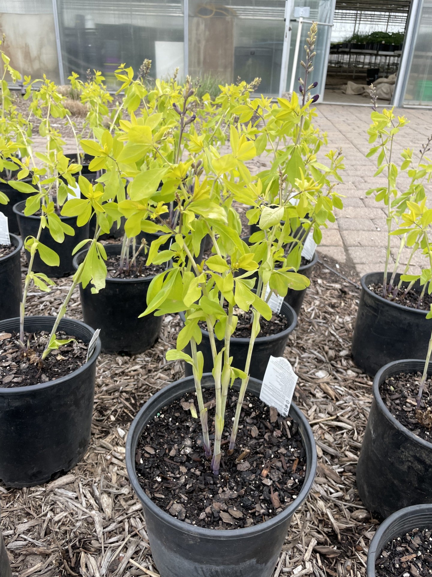 False Indigo, Golden Anniversary