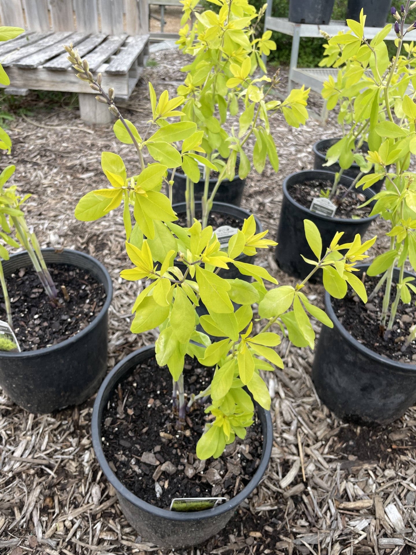 False Indigo, Golden Anniversary