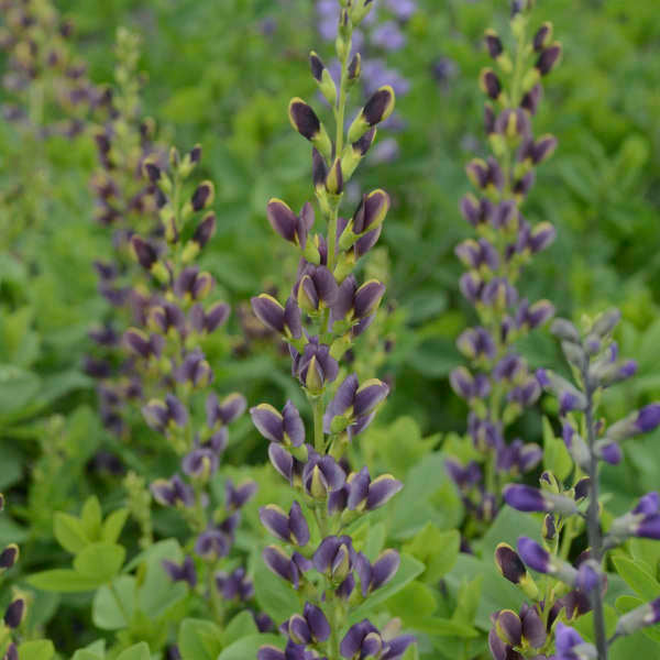 False Indigo, Indigo Spires