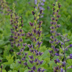 False Indigo, Indigo Spires