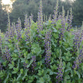 False Indigo, Indigo Spires