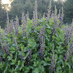 False Indigo, Indigo Spires
