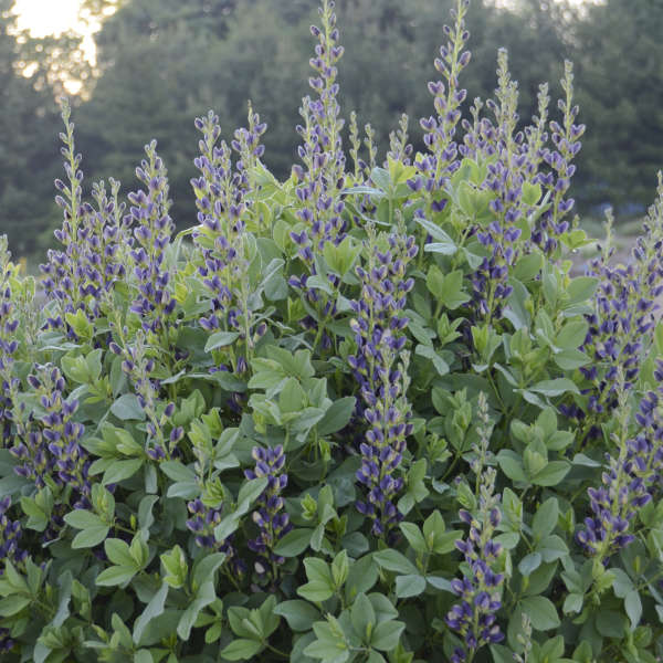 False Indigo, Indigo Spires