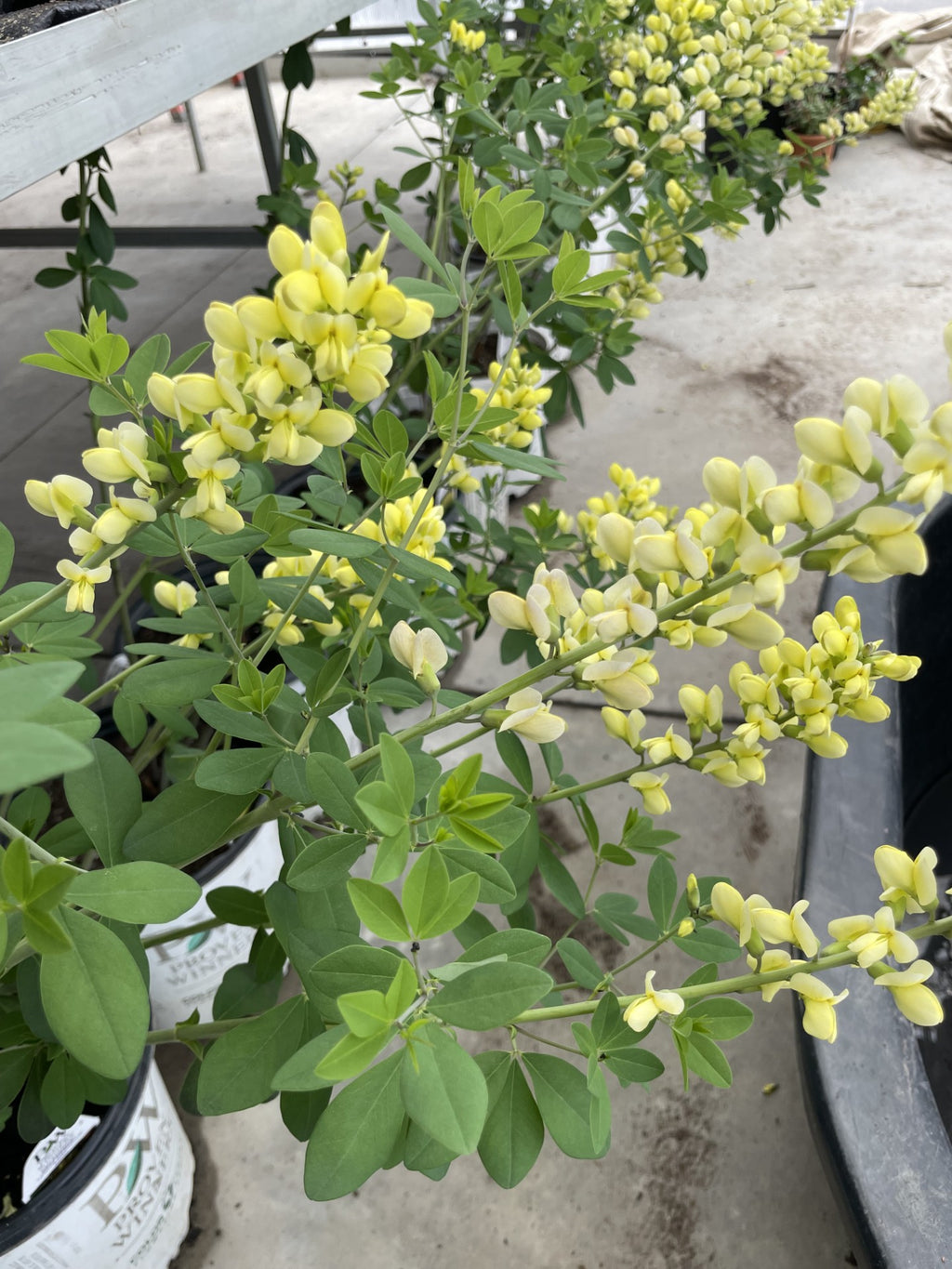 False Indigo, Lemon Meringue