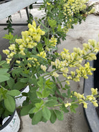 False Indigo, Lemon Meringue