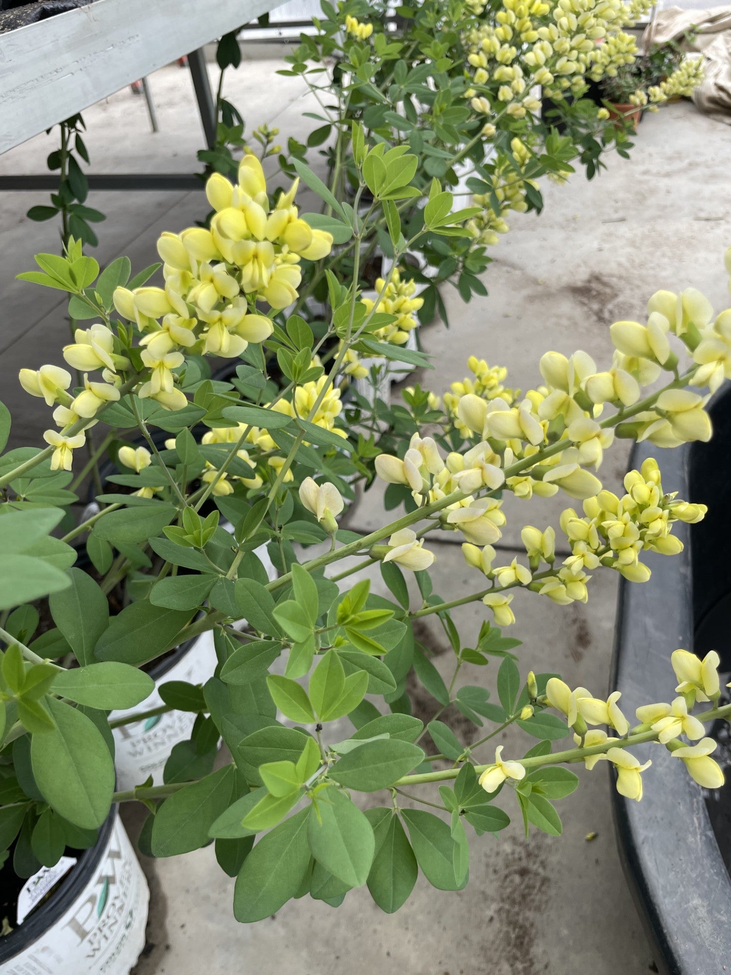 False Indigo, Lemon Meringue