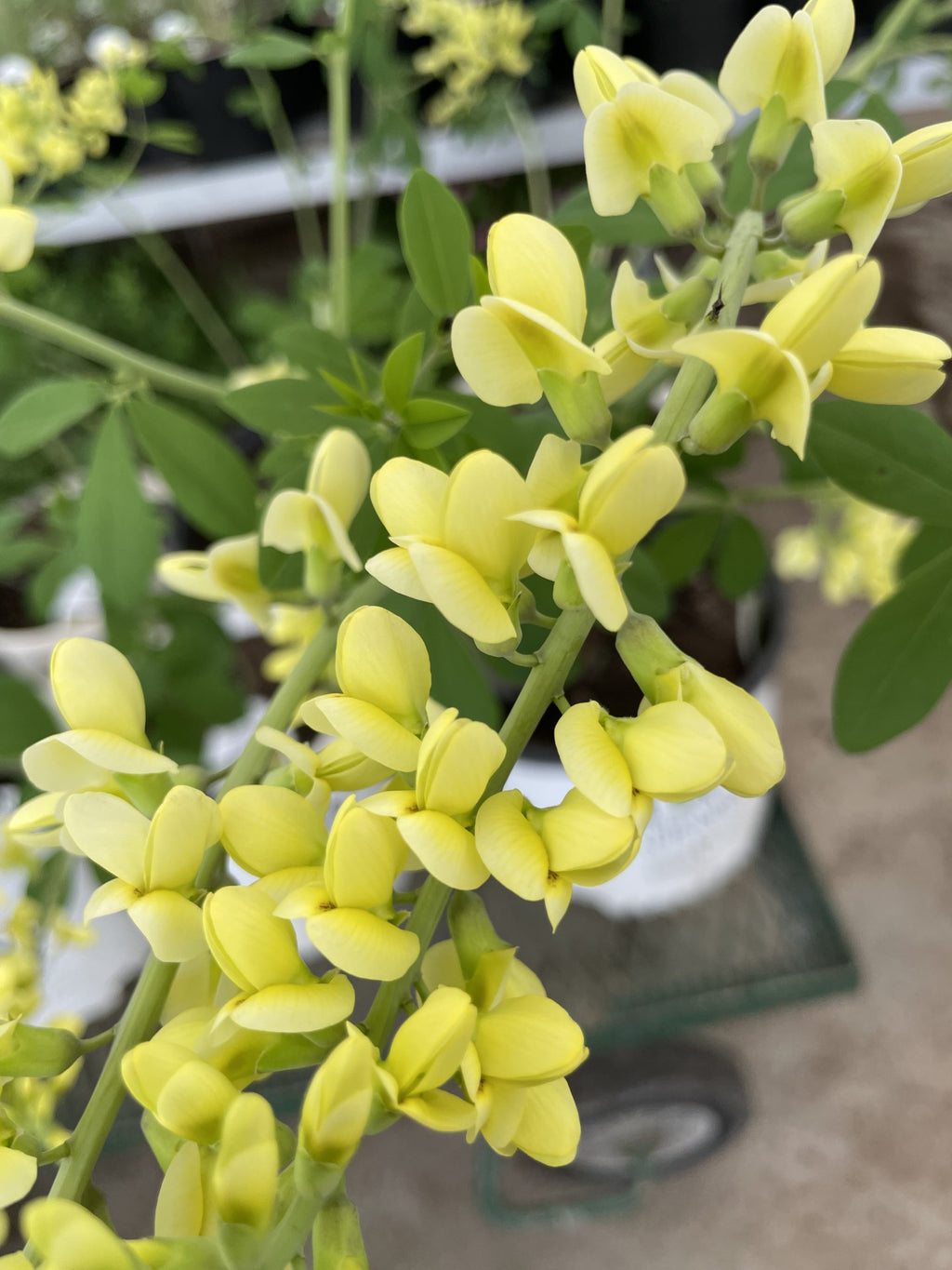 False Indigo, Lemon Meringue