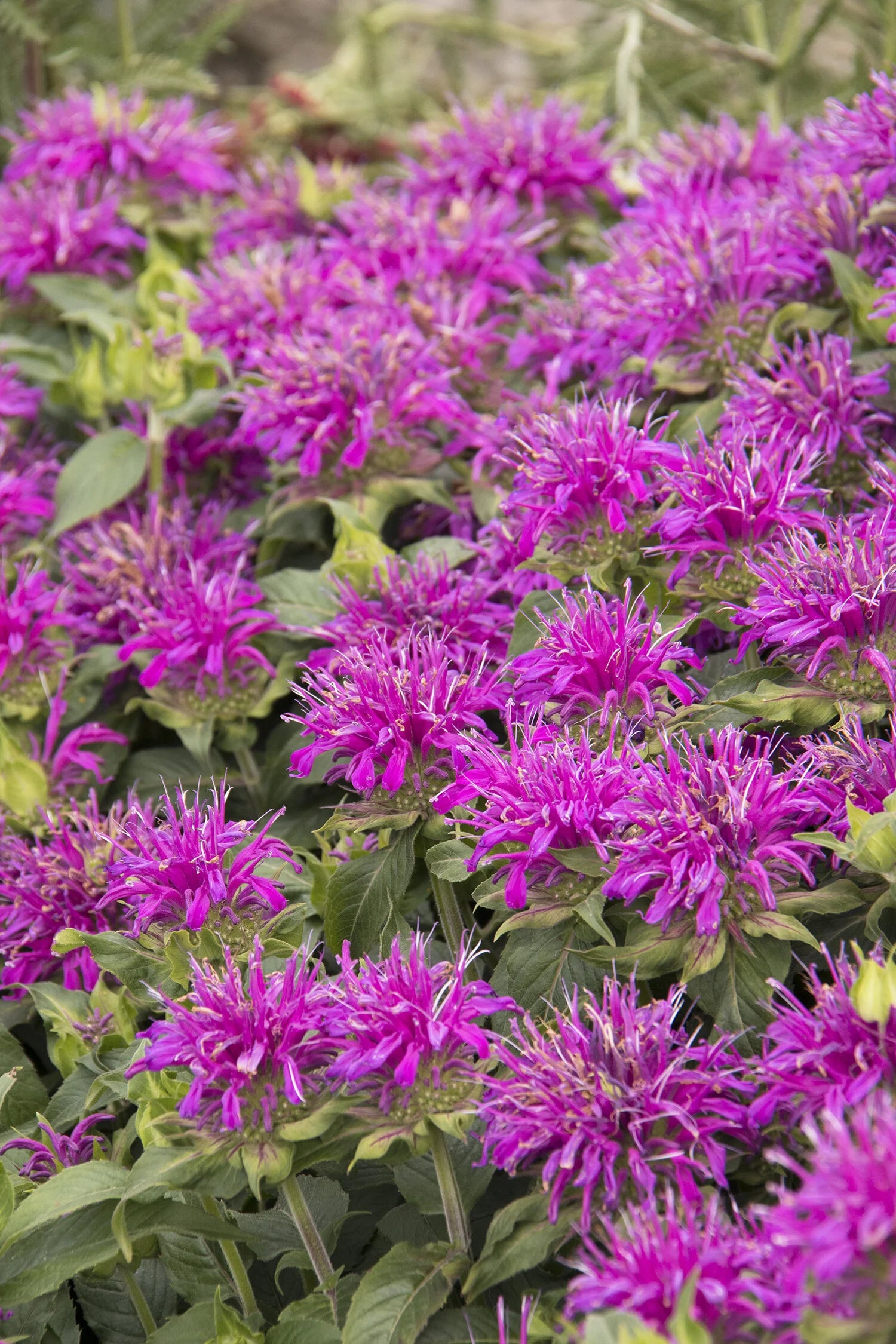 Bee Balm, Balmy Lilac