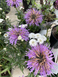 Bee Balm, Balmy Purple