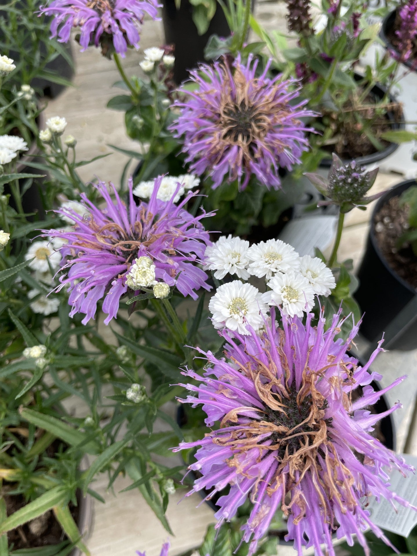 Bee Balm, Balmy Purple