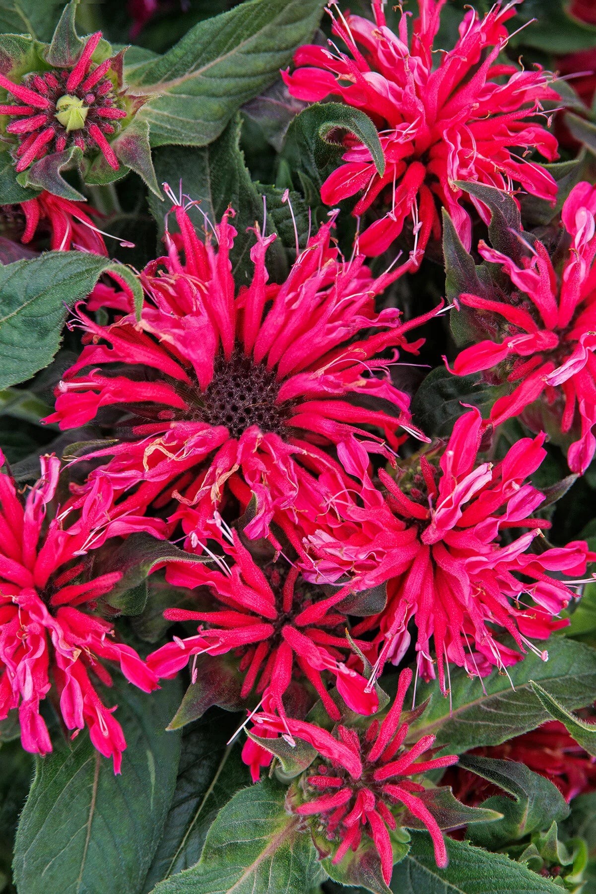 Bee Balm, Balmy Rose