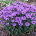 Bee Balm, Blue Moon