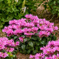 Bee Balm, Leading Lady Orchid