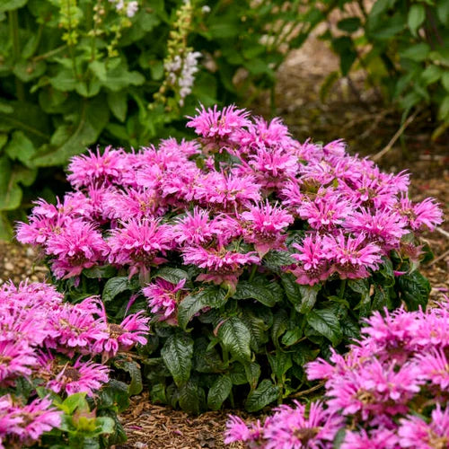 Bee Balm, Leading Lady Orchid