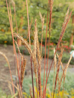 Grass, Big Bluestem, Dancing Wind