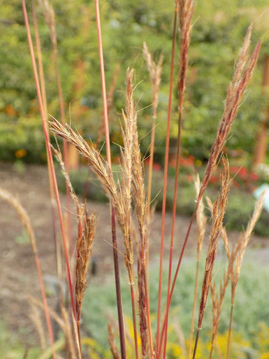 Grass, Big Bluestem, Dancing Wind