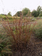 Grass, Big Bluestem, Dancing Wind