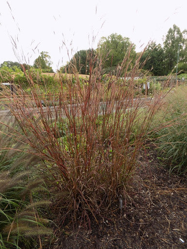 Grass, Big Bluestem, Dancing Wind