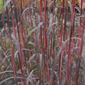 Grass, Big Bluestem, Holy Smoke