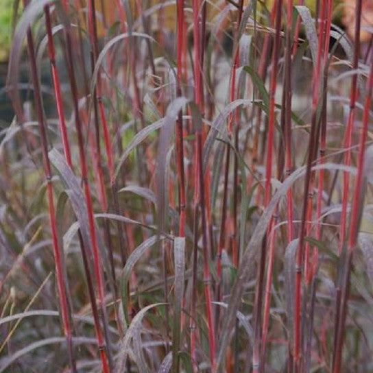 Grass, Big Bluestem, Holy Smoke