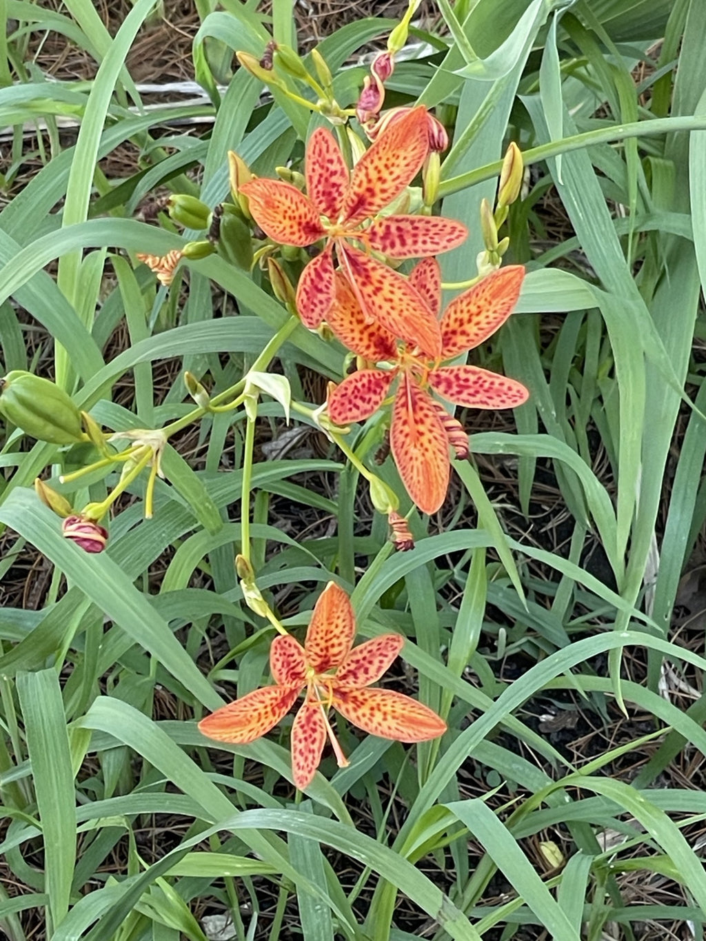 Blackberry Lily, Freckle Face #1