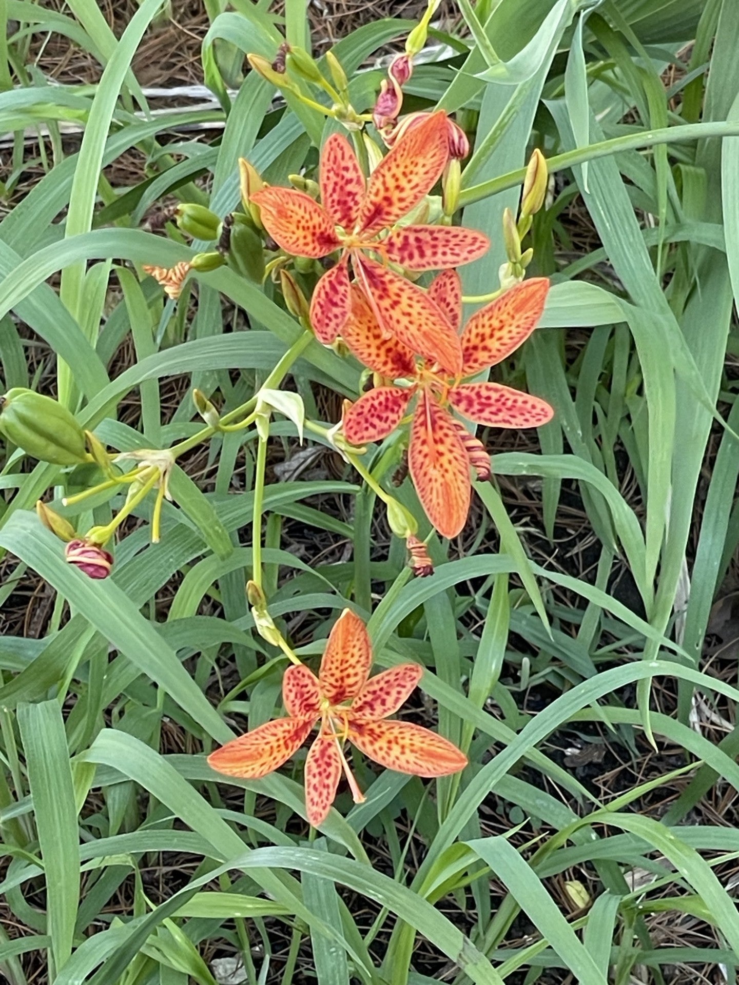Blackberry Lily, Freckle Face #1