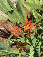 Blackberry Lily, Freckle Face #1