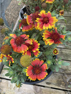Blanket Flower, Arizona Red Shades