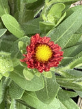 Blanket Flower, Guapa Red