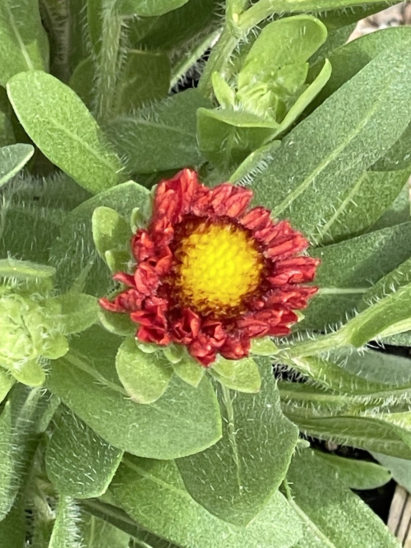 Blanket Flower, Guapa Red