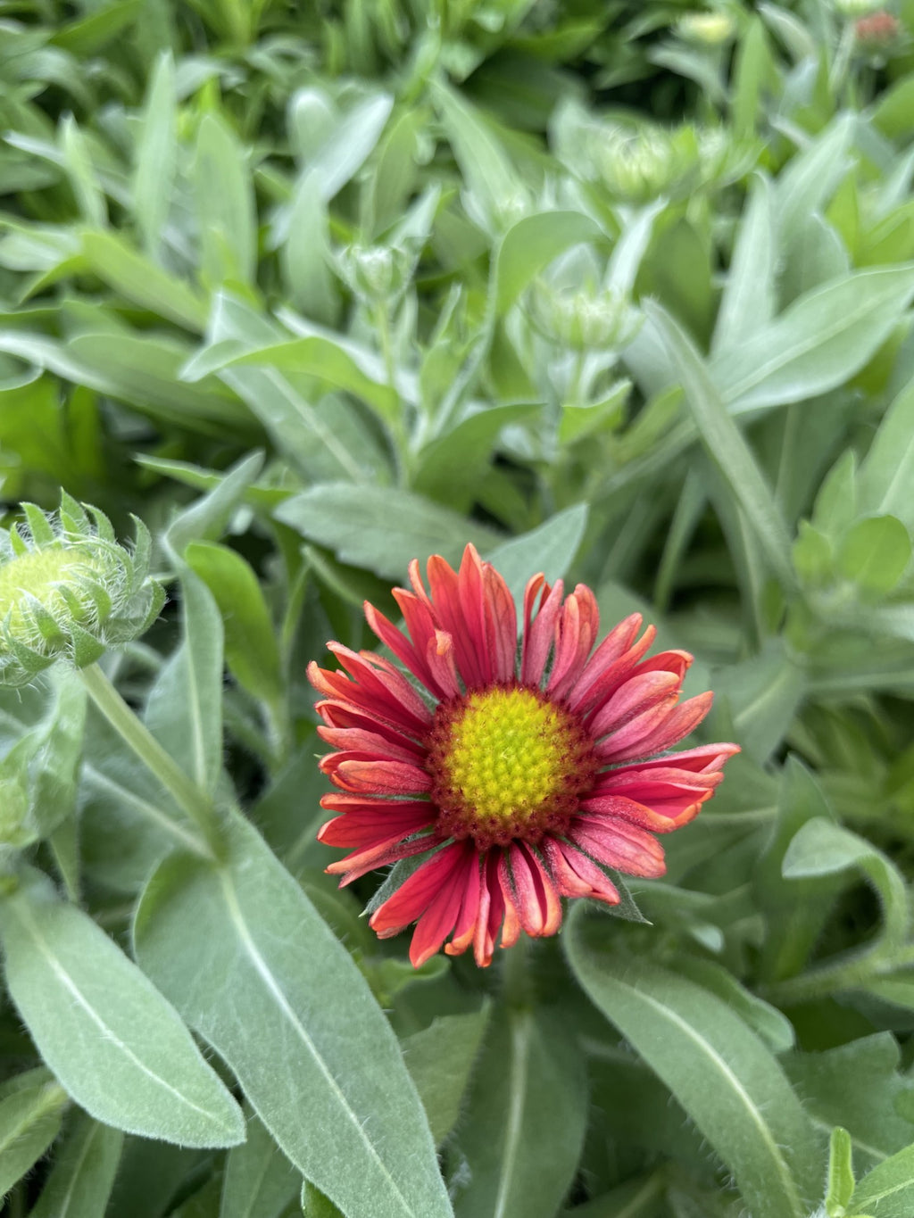 Blanket Flower, Arizona Red Shades