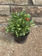 Blanket Flower, Guapa Red