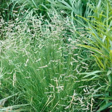 Grass, Blue Grama