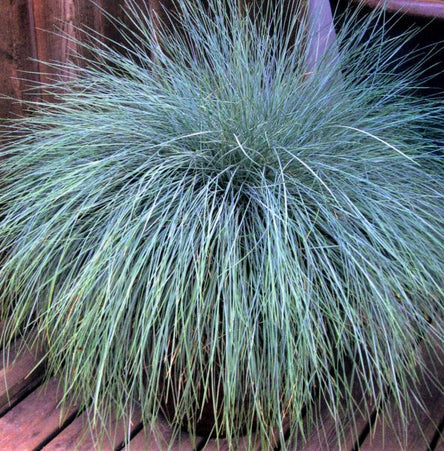 Grass, Blue Fescue, Beyond Blue