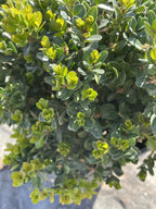 Boxwood, Little Missy
