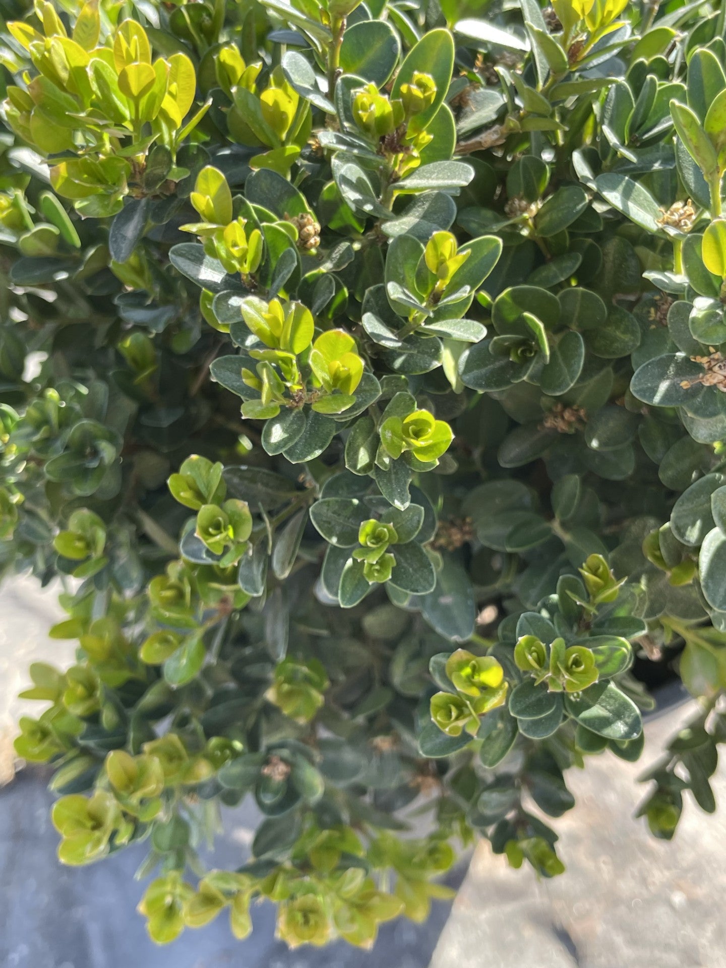 Boxwood, Little Missy