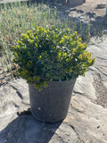 Boxwood, Little Missy