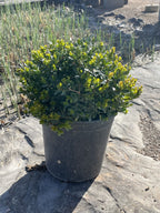 Boxwood, Little Missy