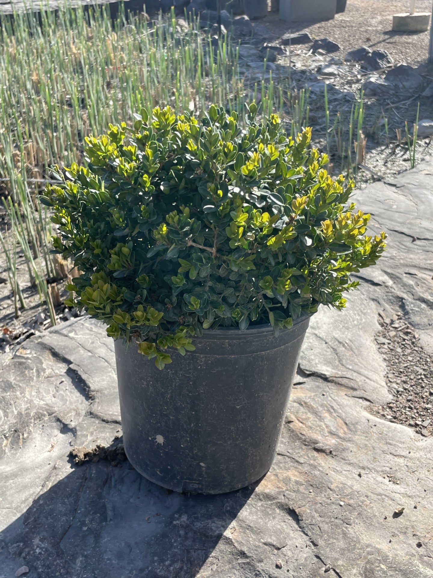 Boxwood, Little Missy