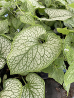 Brunnera, Jack of Diamonds