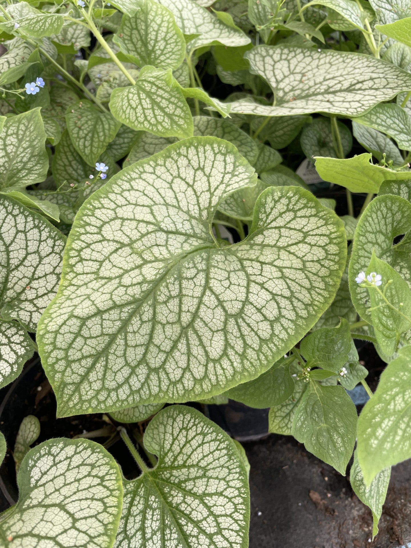 Brunnera, Jack of Diamonds