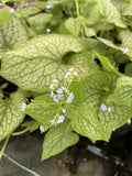 Brunnera, Jack of Diamonds