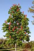 Buckeye, Mystic Ruby